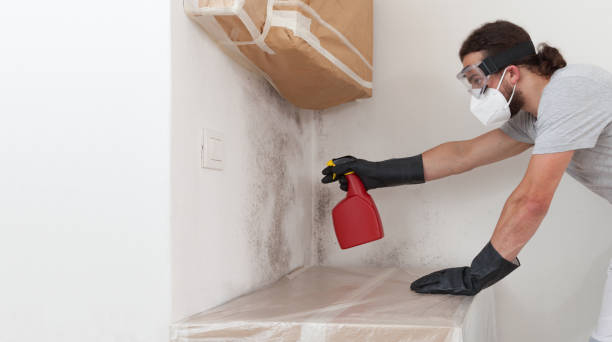 Professional Attic Mold Remediation technician working in Dorchester, MA